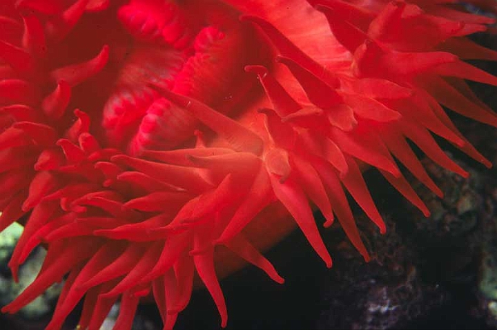 03 Actinia equina.jpg